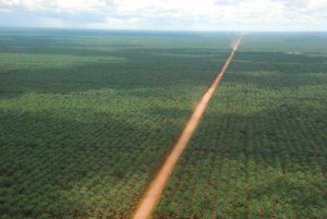 Indonesian palm oil plantation.  First the forest was bulldozed.  Never mind all the fragile species that called it home, including our primate cousins, the highly endangered orangutans.